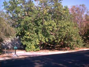 Mahoe tree on Sanibel