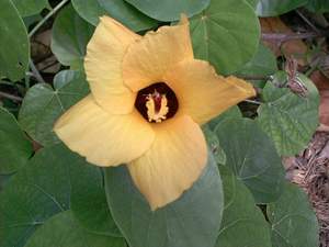 Mahoe flower is yellow in the morning