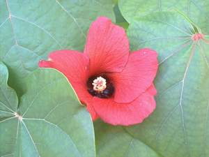 Mahoe flower is maroon in the afternoon