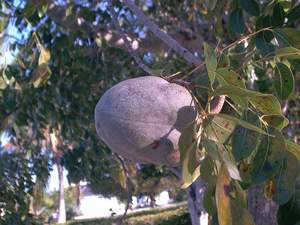 Mahogany seed pod on Sanibel
