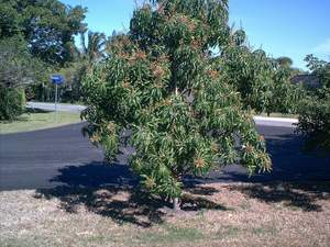 Mango tree on Sanibel