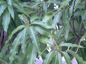 Mango buds on Sanibel