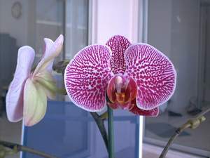 Orchid on Sanibel