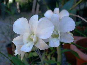 Orchid on Sanibel
