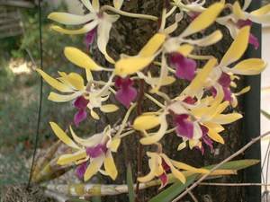 Orchid on Sanibel