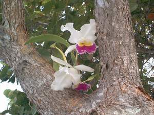 Orchid on Sanibel