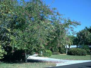'Orchid' tree on Sanibel