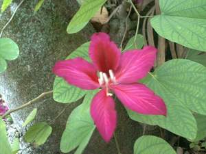 'Orchid' tree flower on Sanibel