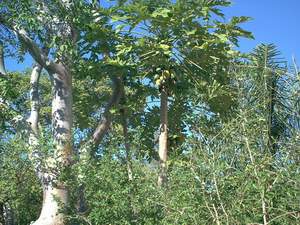 Papaya tree on Sanibel