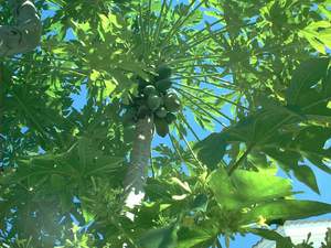 Papayas on a Sanibel tree