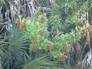 Pepper tree on Sanibel