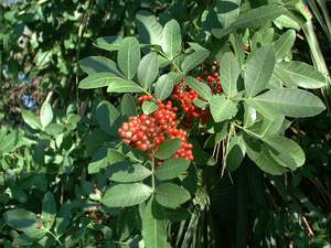 Pepper corns on Sanibel