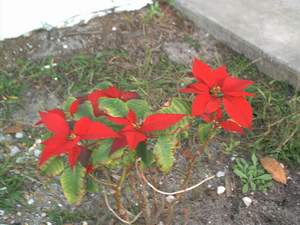 Poinsettia on Sanibel