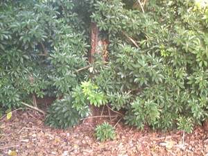 Wild schefflera on Sanibel