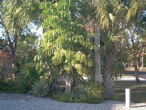 Schefflera tree on Sanibel