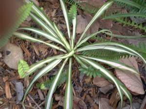Spider plant on Sanibel