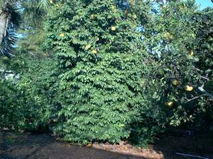 Star fruit tree on Sanibel