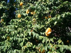 Star fruits on Sanibel