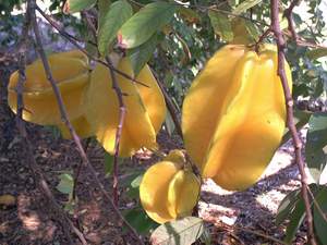Star fruit on Sanibel