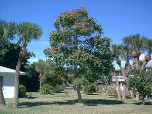 'Tulip' tree on Sanibel