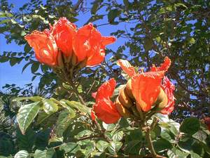 'Tulip' tree flowers on Sanibel