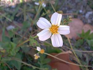 Wildflower on Sanibel