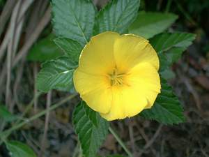 Wildflower on Sanibel