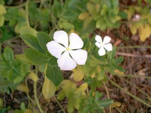 Wildflower on Sanibel