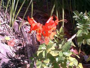 Wildflower on Sanibel