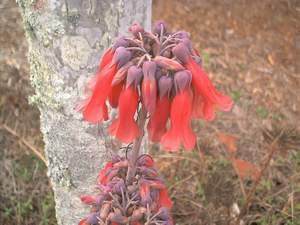 Wildflower on Sanibel