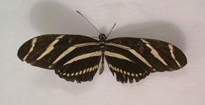 Butterfly on Sanibel