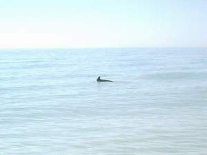 Dolphin off the Sanibel beach