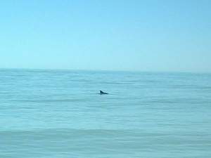 Dolphin off the Sanibel beach