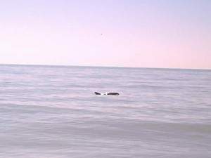 Dolphin off the Sanibel beach