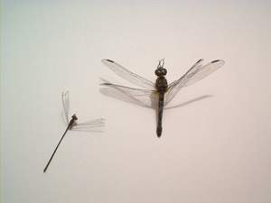 Dragonfly on Sanibel