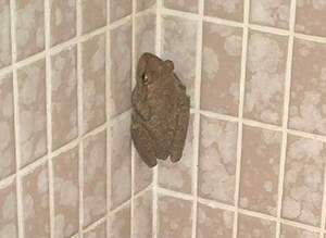 Frog hiding in the shower