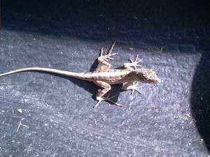 Lizard on Sanibel