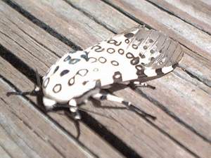 Black and white moth on Sanibel