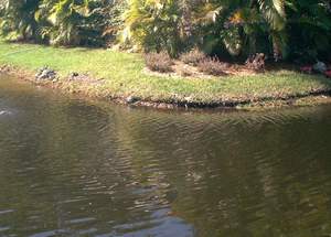 Sea turtle on Sanibel