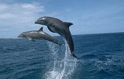 Dolphins swimming near Sanibel