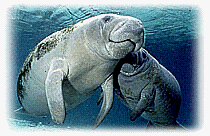 Manatee in the water
