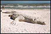 Sand gator sculpture on Sanibel