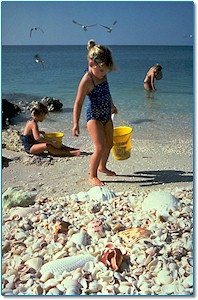 Seashells on a Sanibel beach